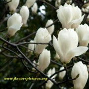 幽兰谷 数字时代下的芬芳印记与腾讯微博上的“幽兰谷珠兰”现象