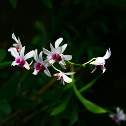 椰风树影之旅·幽兰谷珠兰