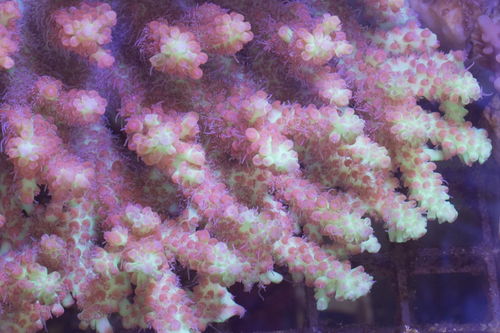 幽兰谷珠兰 精品断枝一图一货一价，全国顺丰直发，价格优惠